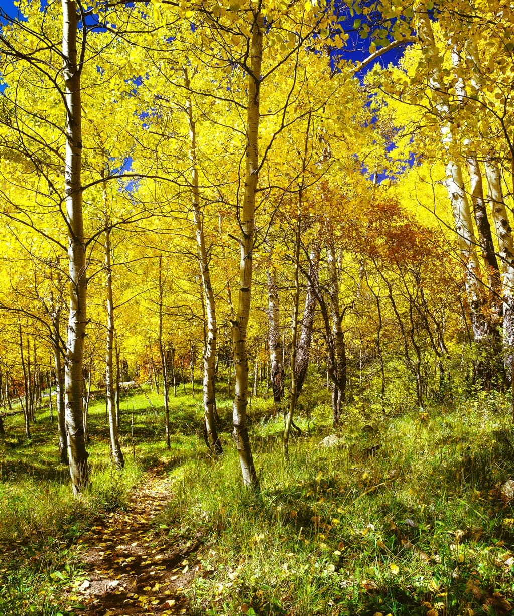 Aspen Forest Trail