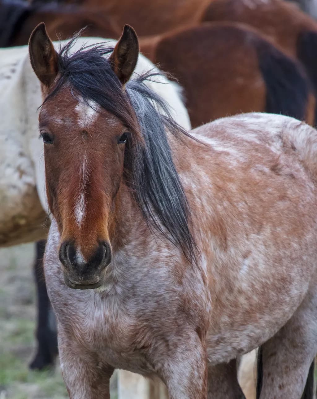 Onaqui Herd