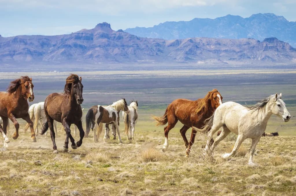 Wild Horses Running