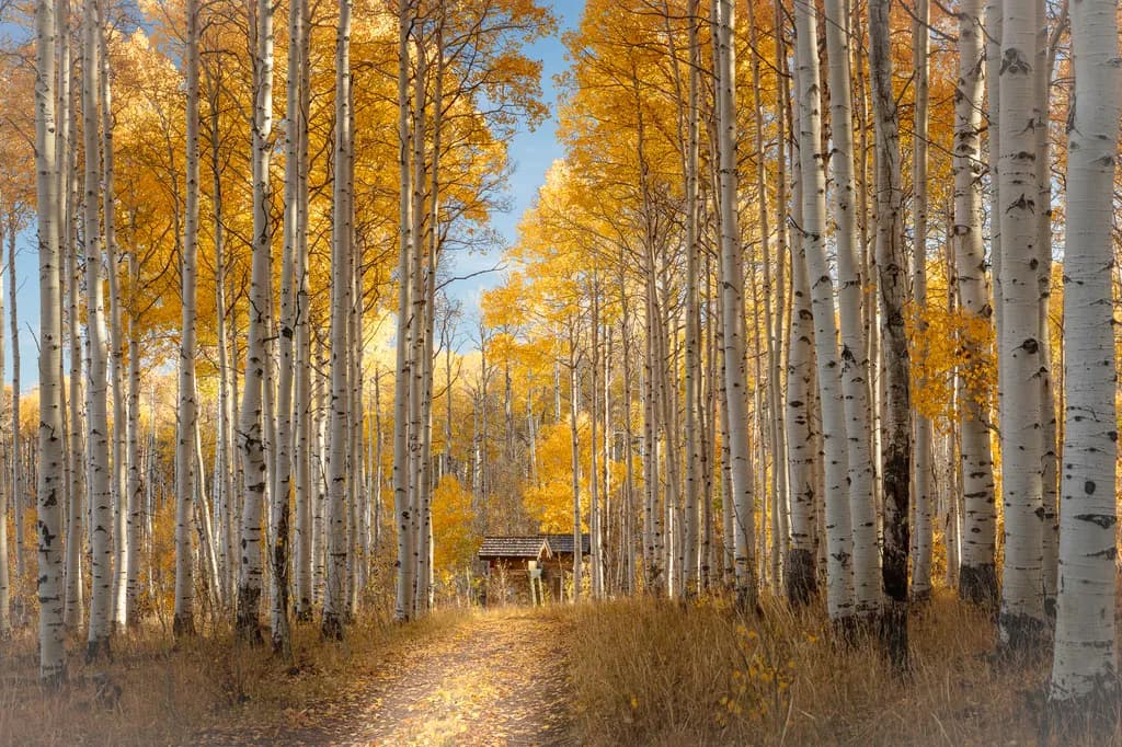 Aspen Pathway