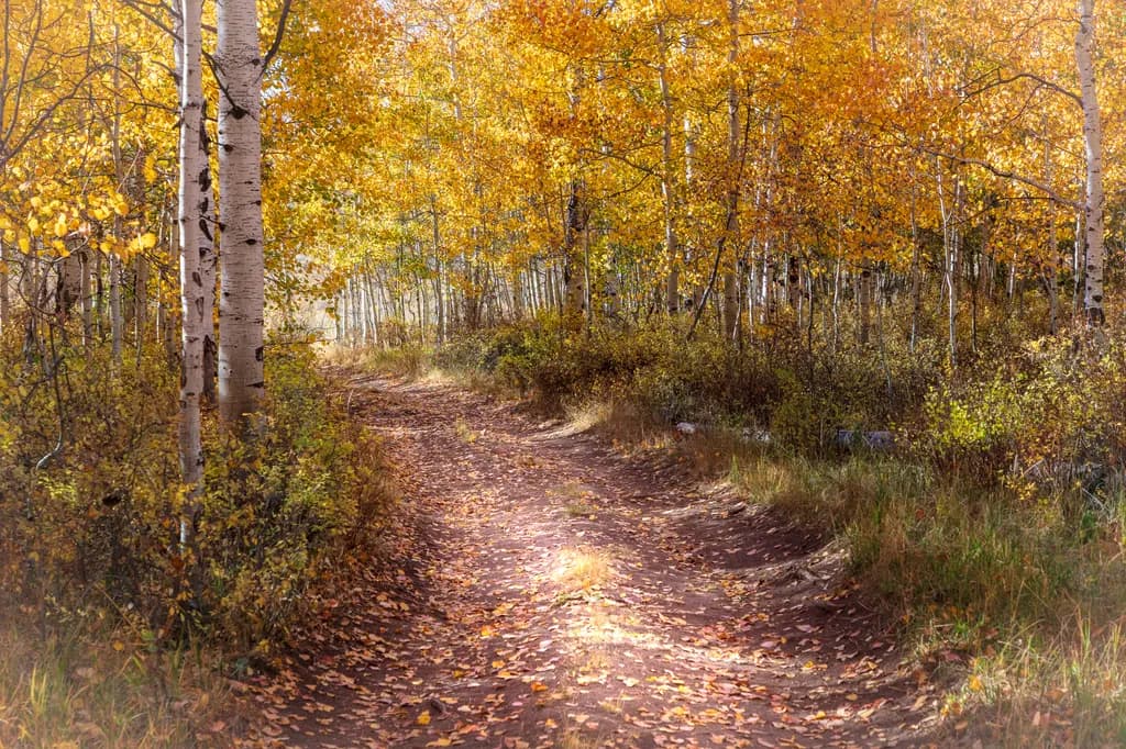 Autumn Pathway