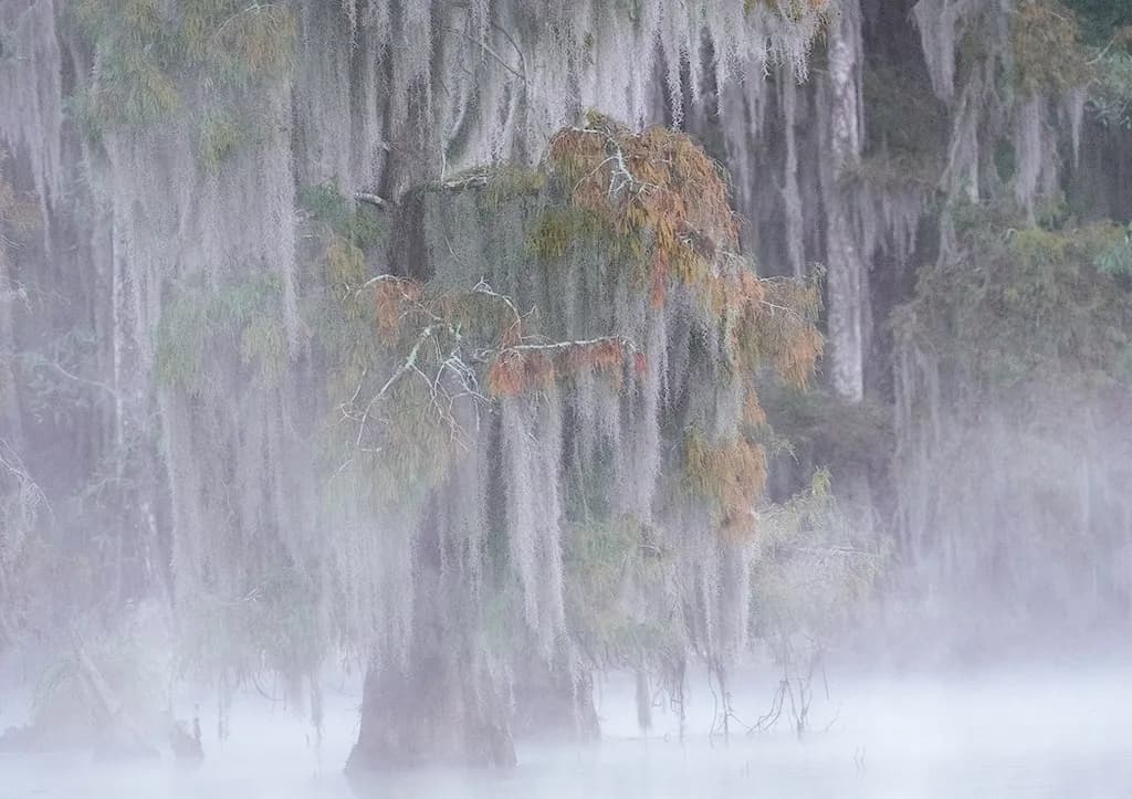 Misty Cypress