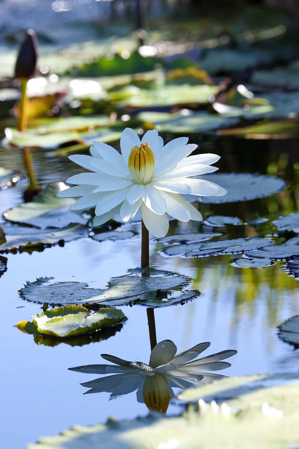 Serene Reflections: A Water Lily's Dance in Nature's Embrace