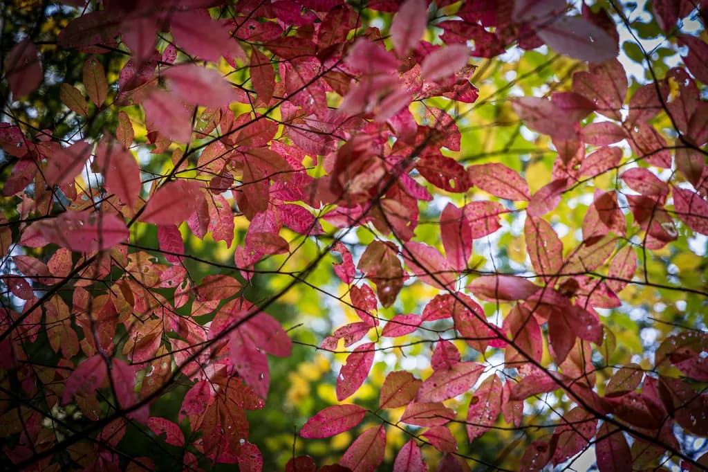 Autumn's Embrace: A Close-Up of Vibrant Leaves at Cincinnati Nature Center