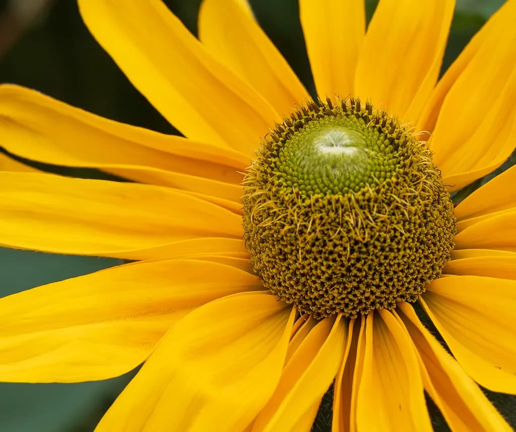 Black Eyed Susan