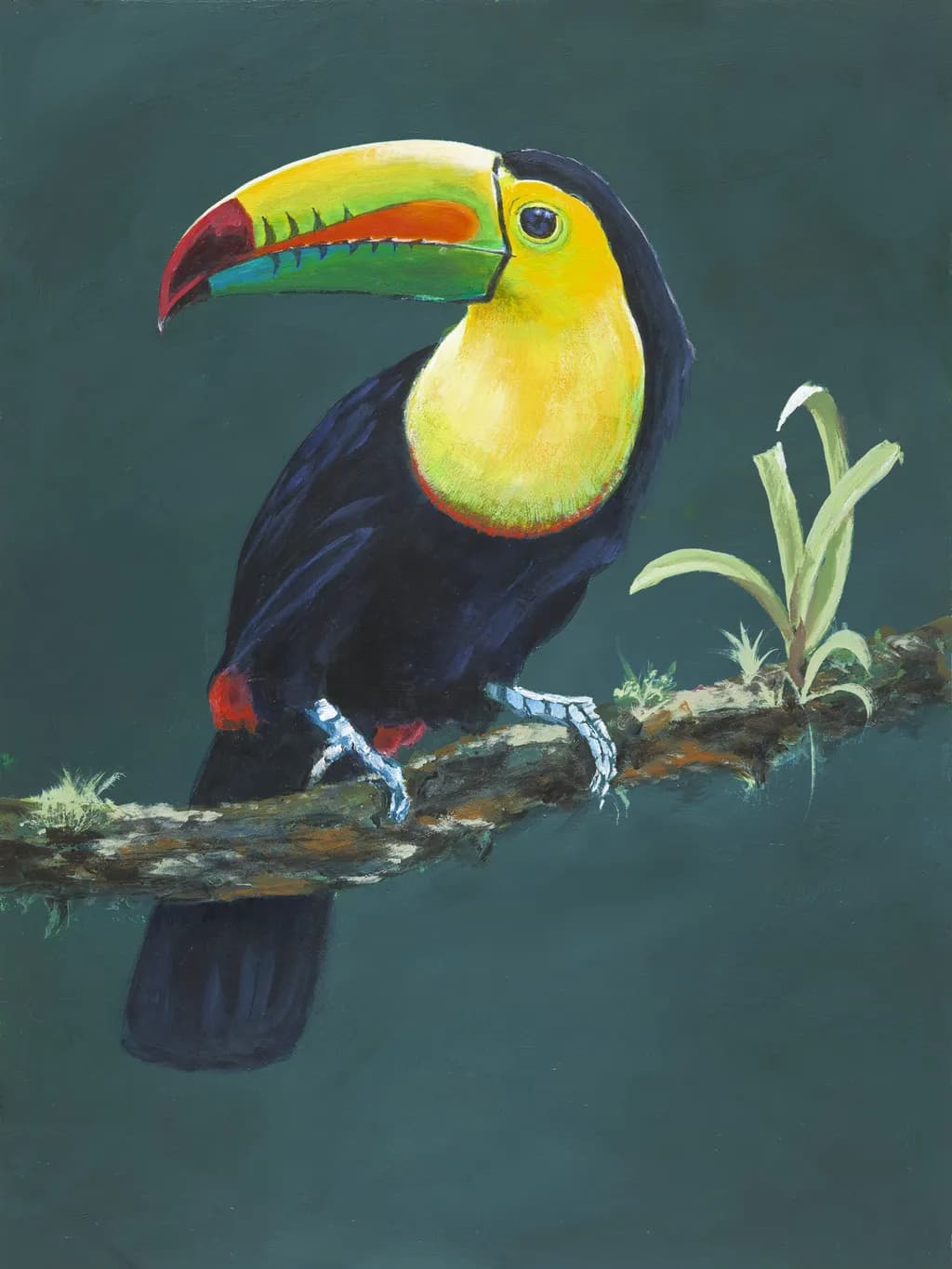 Toucan