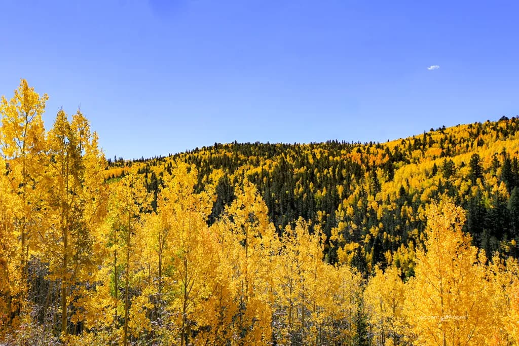Golden Canopy: A Symphony of Autumn's Embrace in Nature's Palette