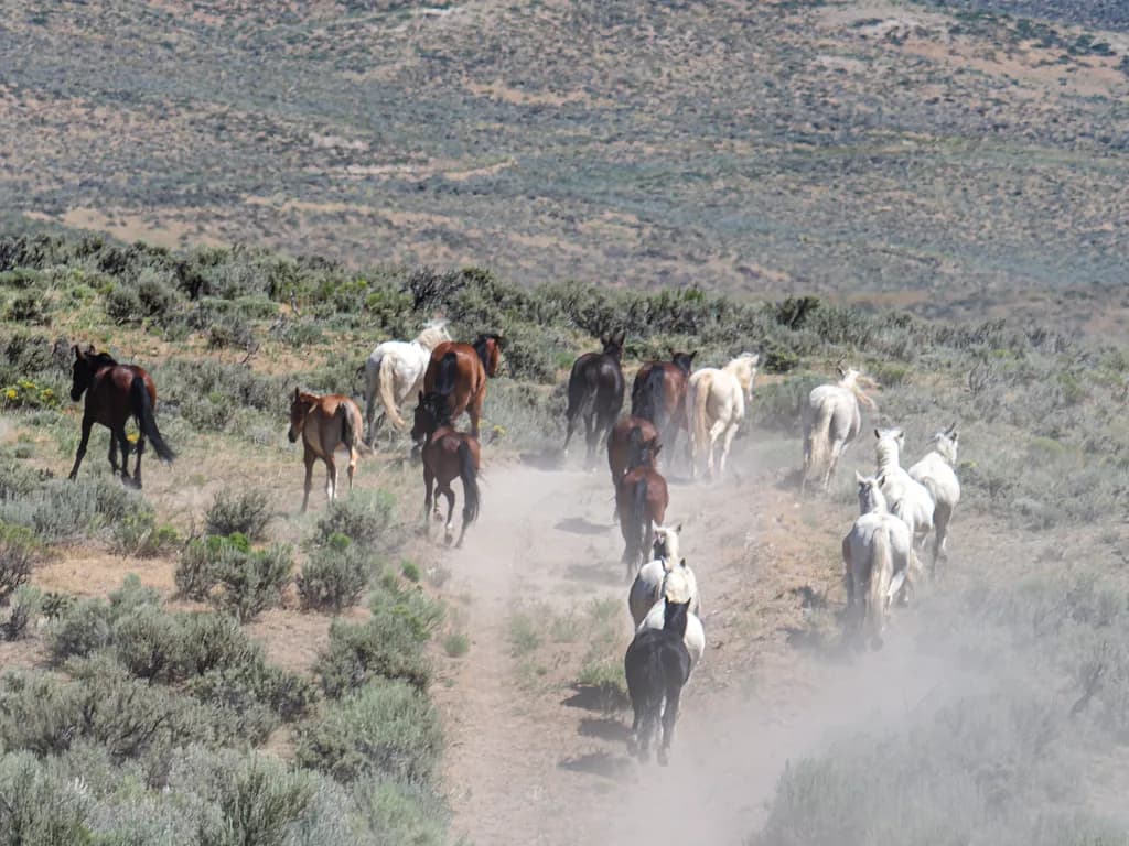 Wild Freedom: A Dusty Trail of Horses in Motion
