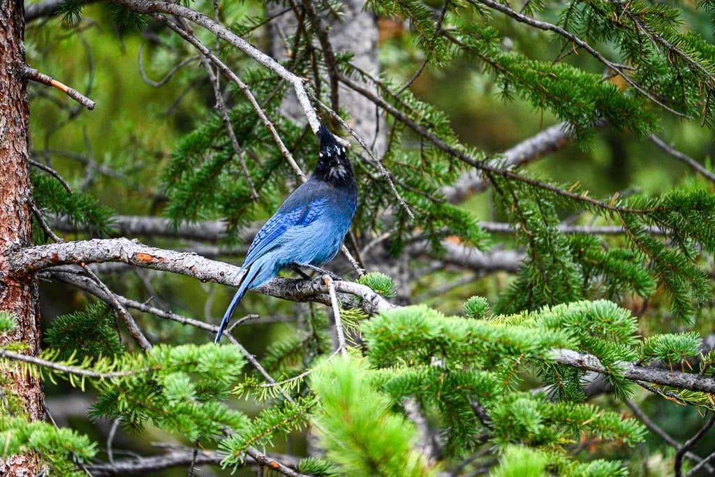 Whispers of the Forest: A Blue Jay's Serenade Among the Pines