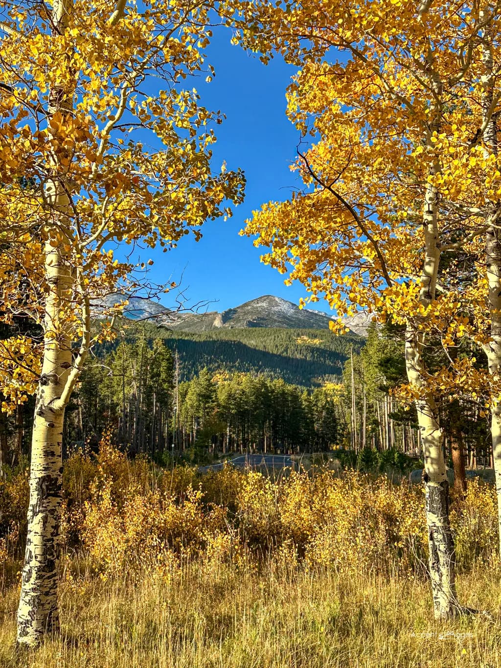 Golden Embrace: A Serene Autumn Landscape Framed by Aspens and Majestic Mountains
