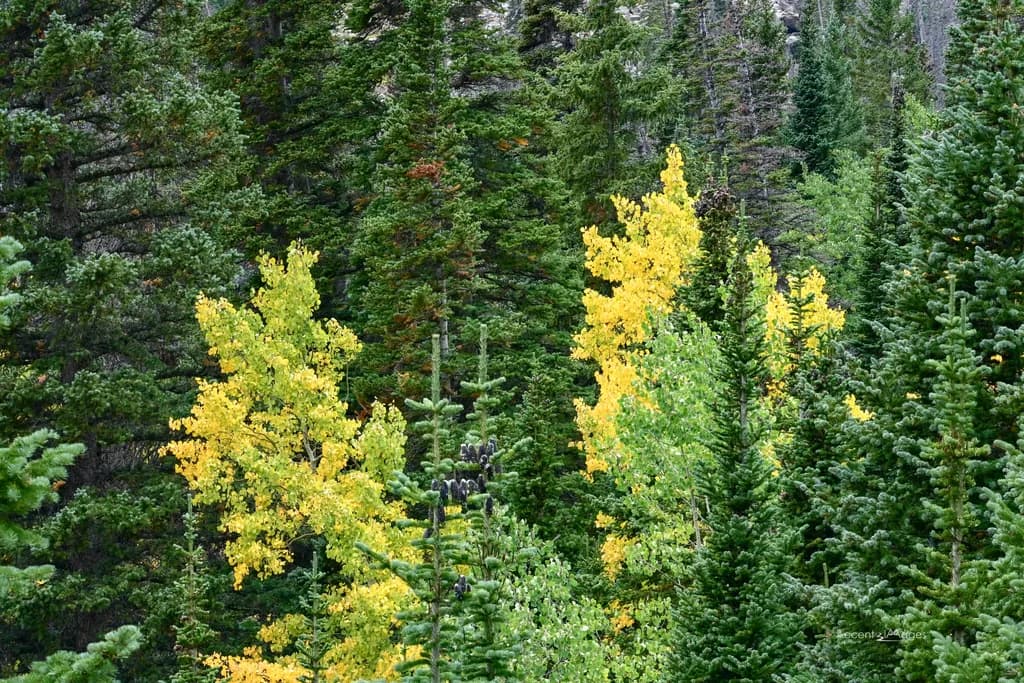 Whispers of Autumn: A Vibrant Forest Symphony in Green and Gold
