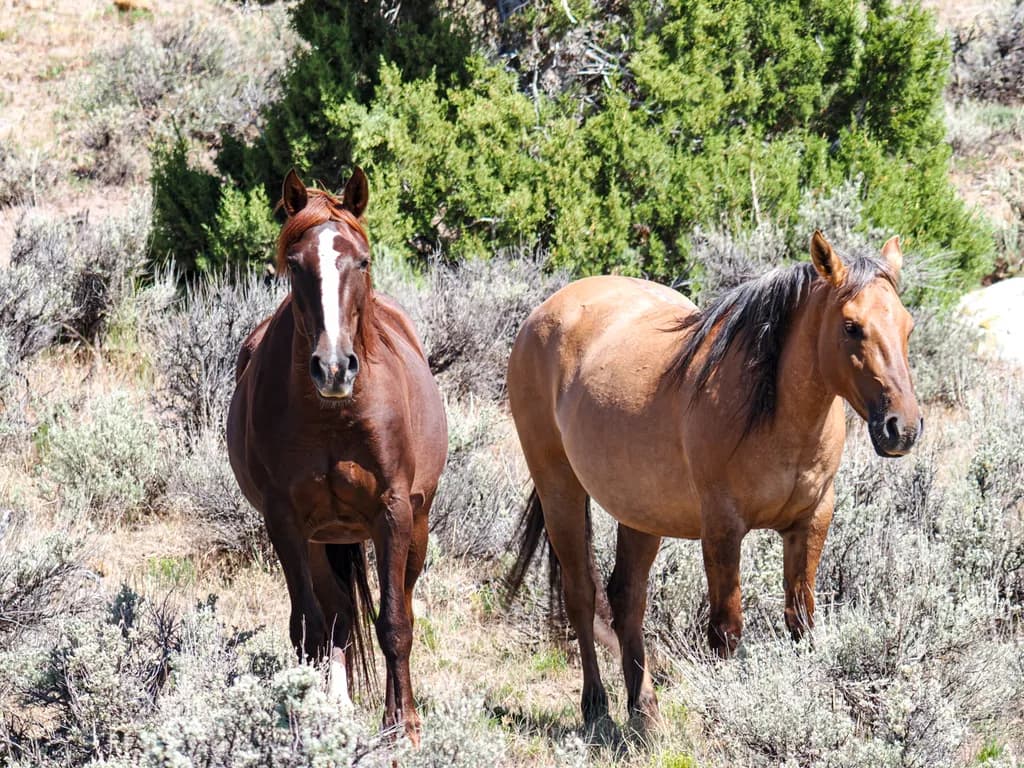 Majestic Companions: A Serene Encounter with Wild Horses in Nature's Embrace