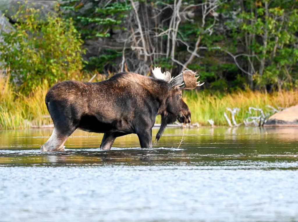 Majestic Moose Wading Through Tranquil Waters: A Serene Moment in Nature's Embrace