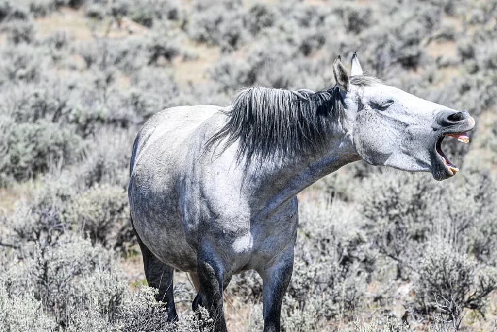 Whispers of the Wild: A Gray Horse's Expression in Nature's Embrace