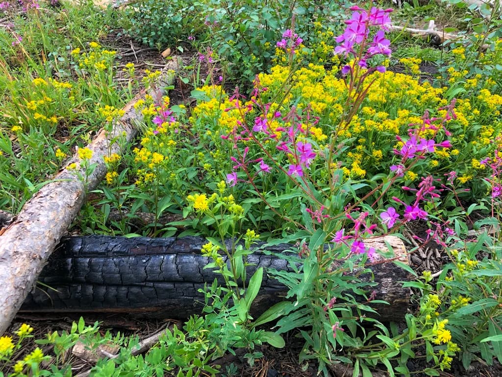 Vibrant Harmony: Nature's Resilience Amidst Charred Logs and Blossoming Flowers