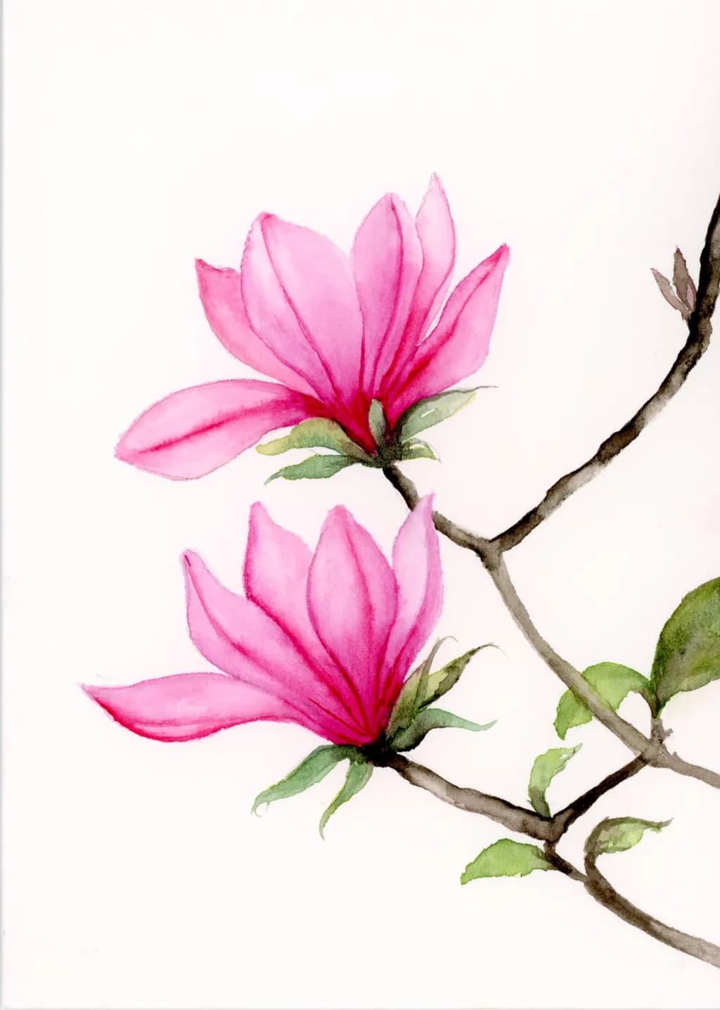 Blossoms of Joy: A Playful Dance of Pink Magnolias in Watercolor
