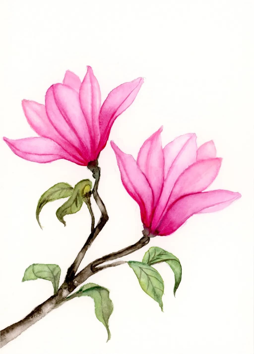 Blossoms of Whimsy: A Delicate Dance of Pink Magnolias in Nature's Embrace