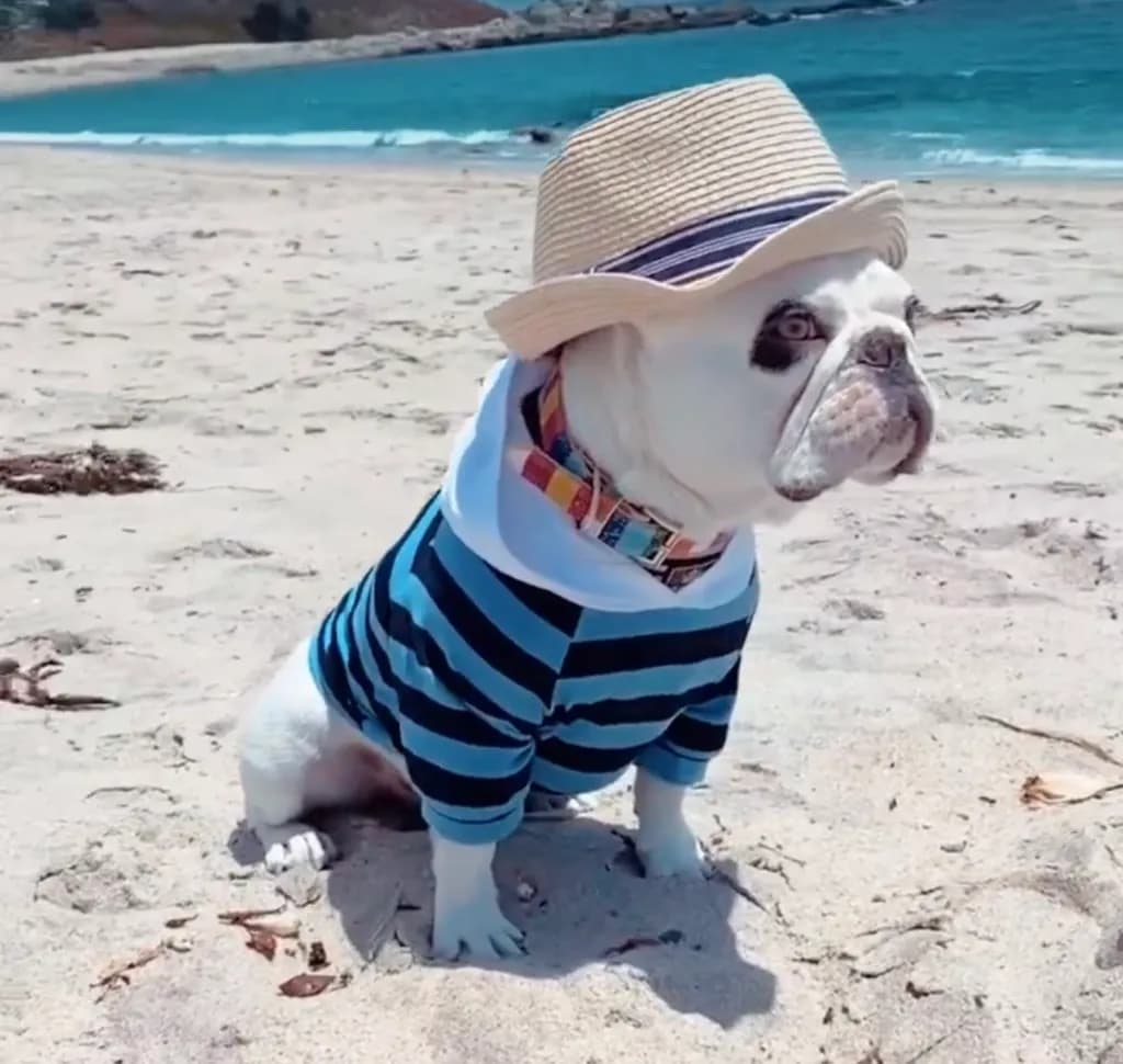 Beach Bum in Stripes: A Pawsitively Stylish Pup's Day Out