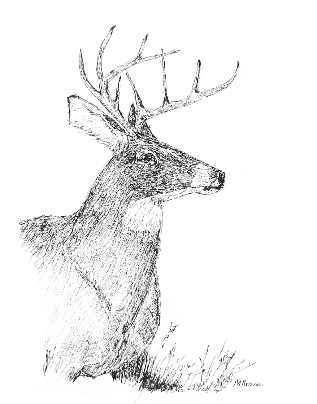 Antlered Alert