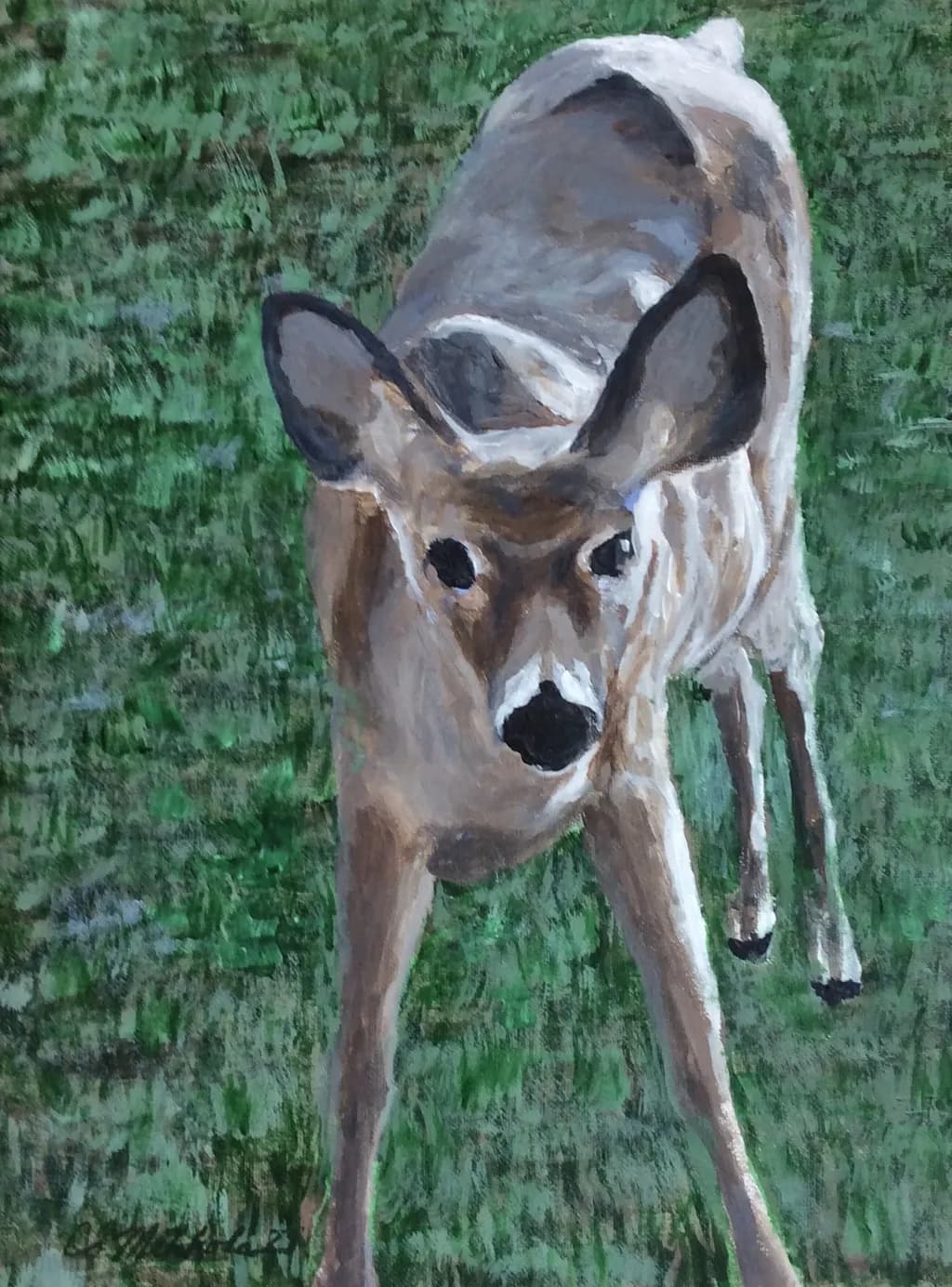 Curious Fawn