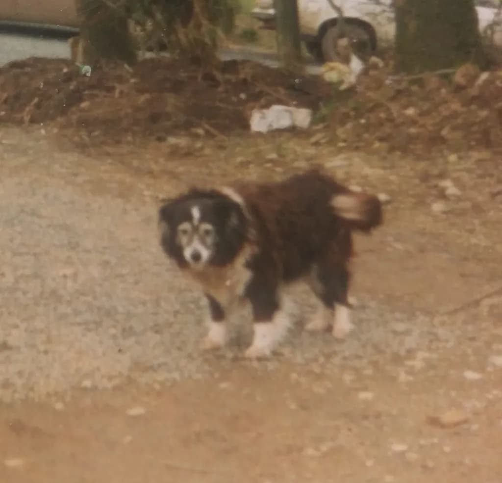Puppy’s First Steps