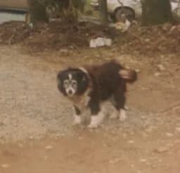 Puppy’s First Steps