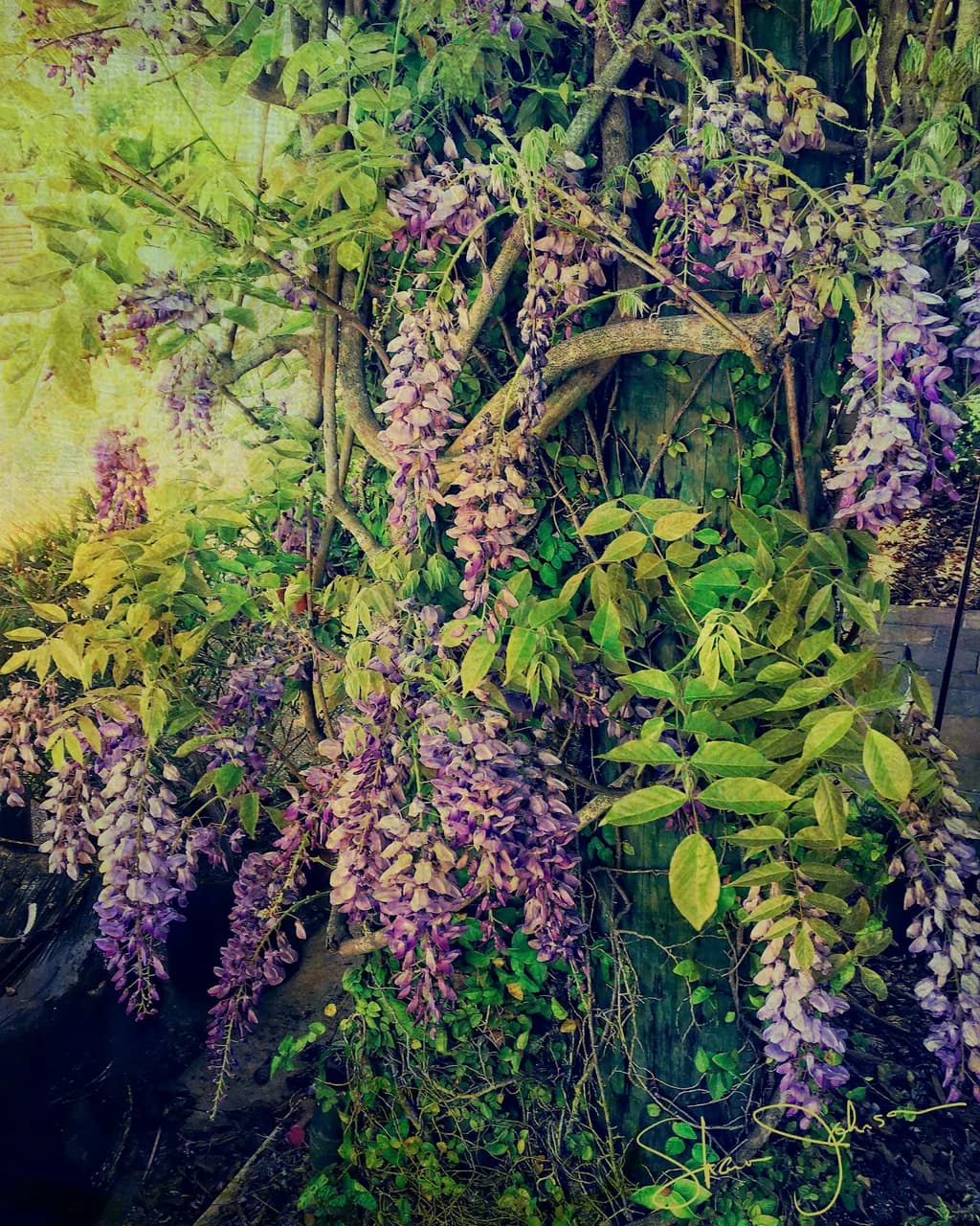 Wisteria Blooms