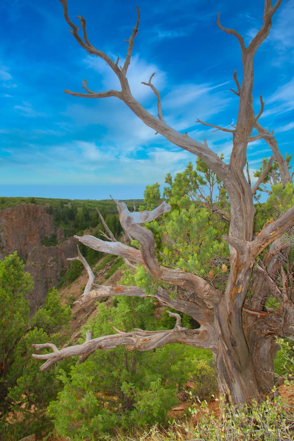 Gnarled Tree