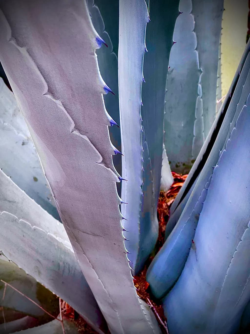 Aloe Vera in Blue 