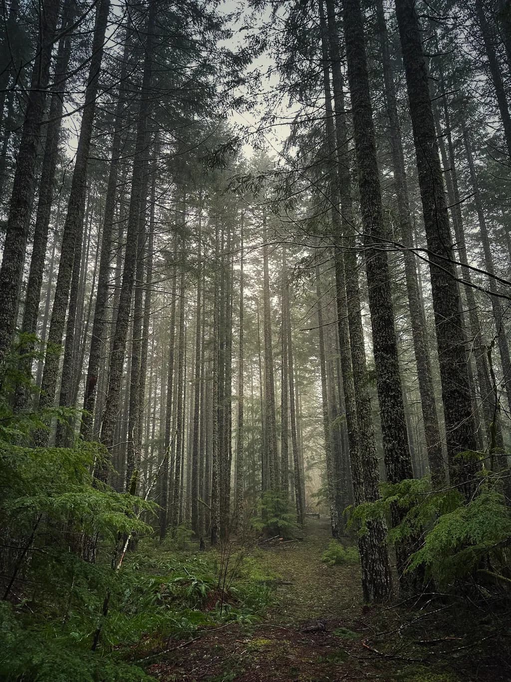 Tranquility Awaits: A Walk Among the Trees