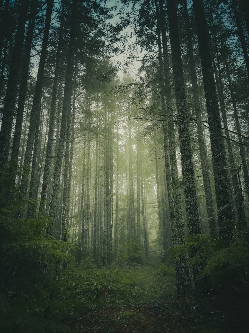 Whispers of the Misty Forest: A Journey Through Nature's Embrace