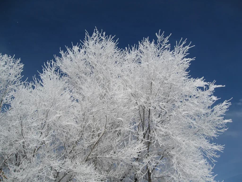 Winter's Touch