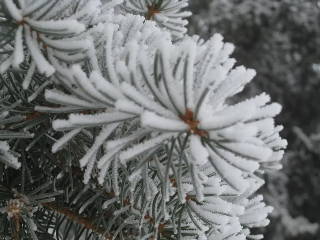 Snow-Kissed Pines