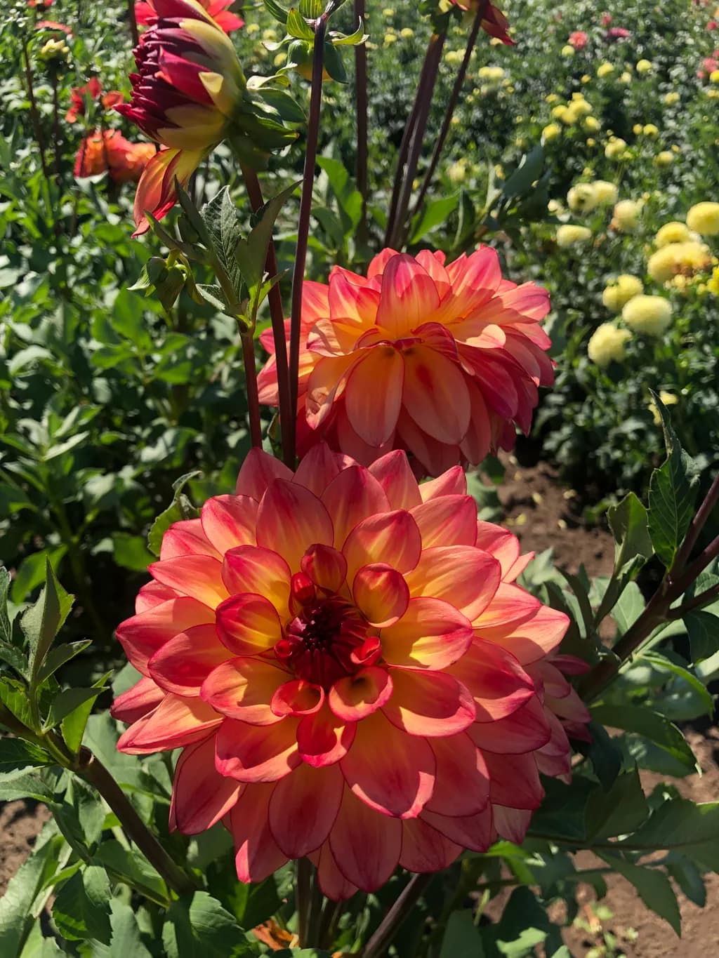 In Full Bloom: The Radiance of a Vibrant Dahlia