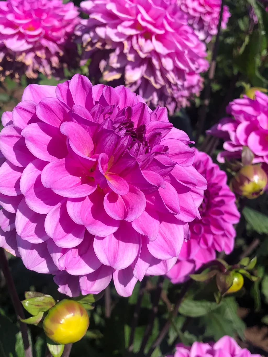A Symphony of Pink Dahlias