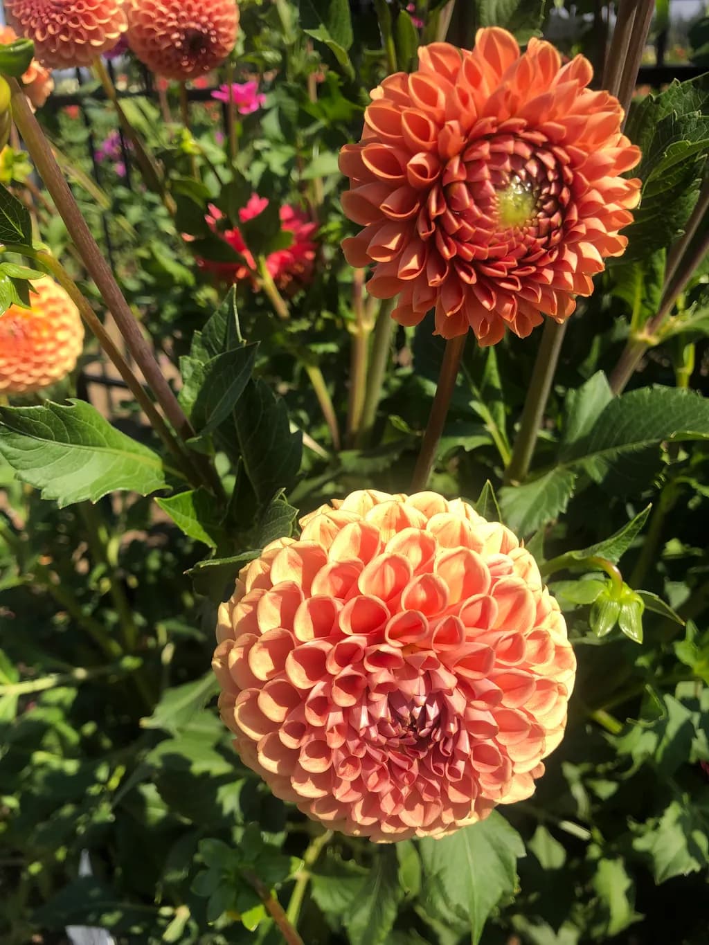 Orange Blossom Dreams