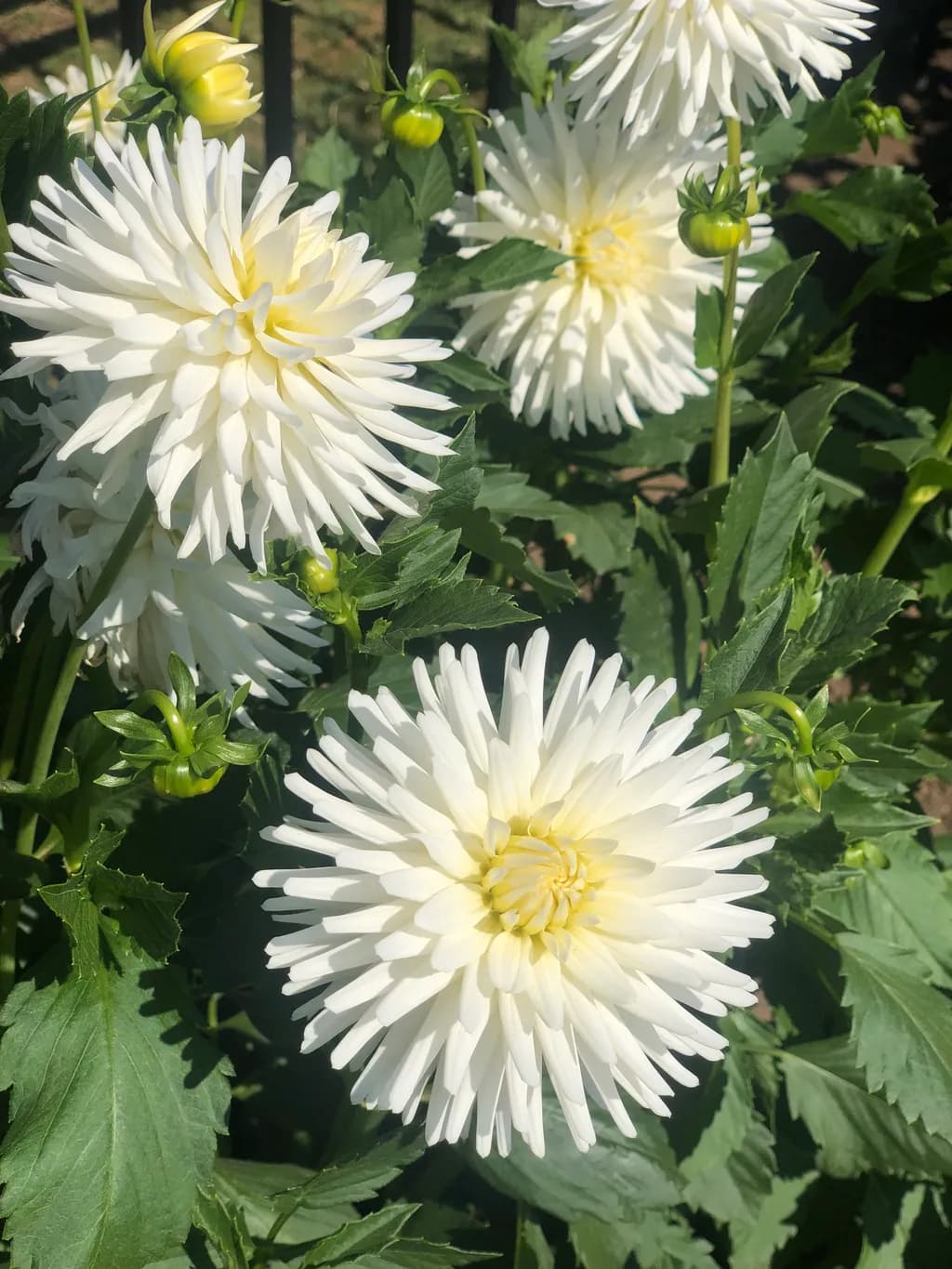 A Dance of White Dahlia Petals