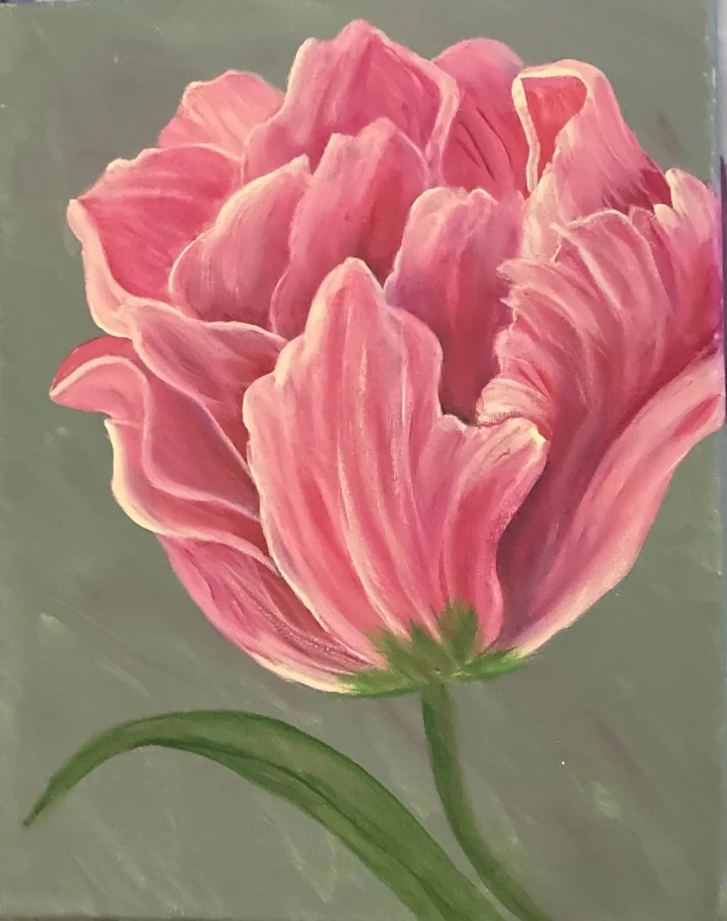 Blossoming Elegance: A Vibrant Pink Tulip in Full Bloom