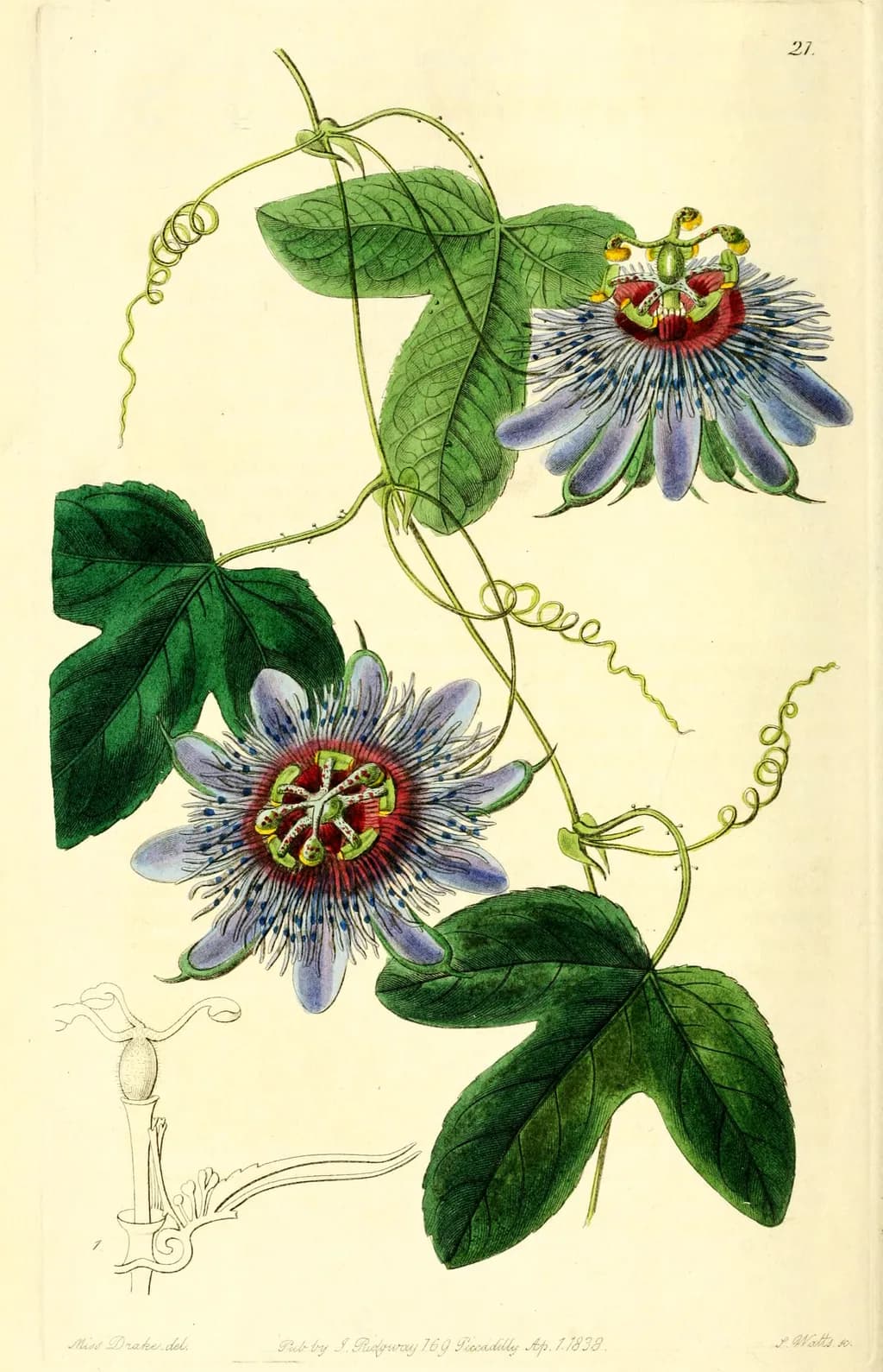 Whimsical Wonders: The Enchanting Dance of Passion Flowers and Vines