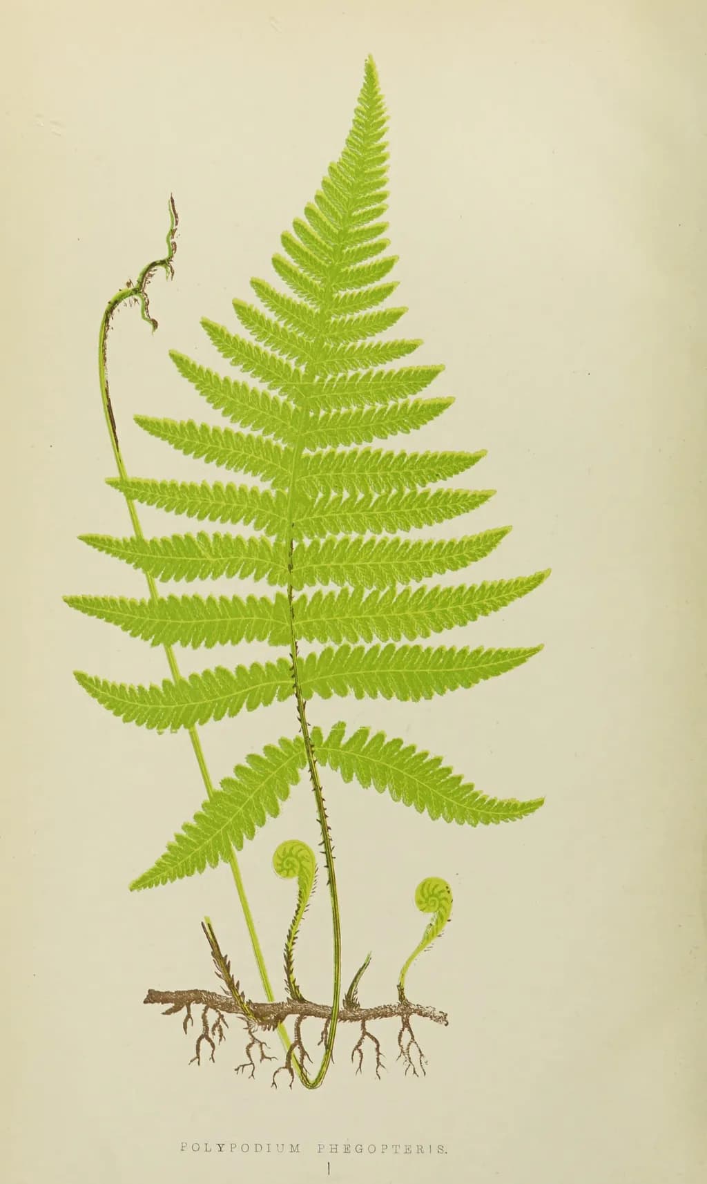 Whispers of the Fern: A Botanical Journey Through Nature's Greenery