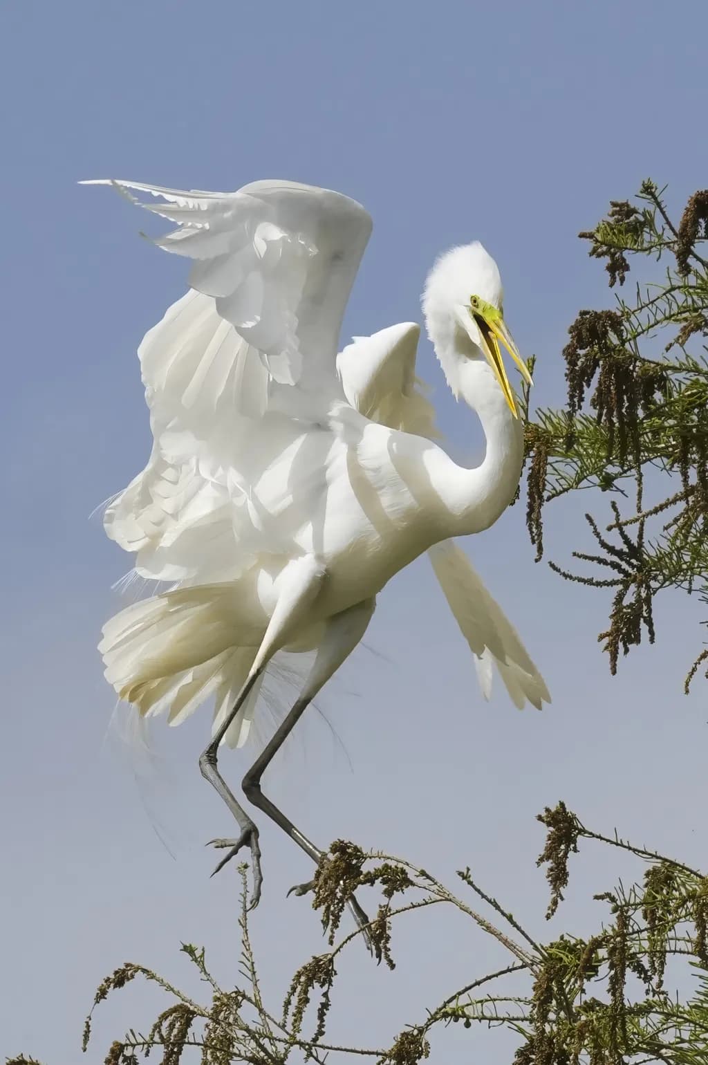 Soaring Elegance: A White Bird's Dance Among the Trees
