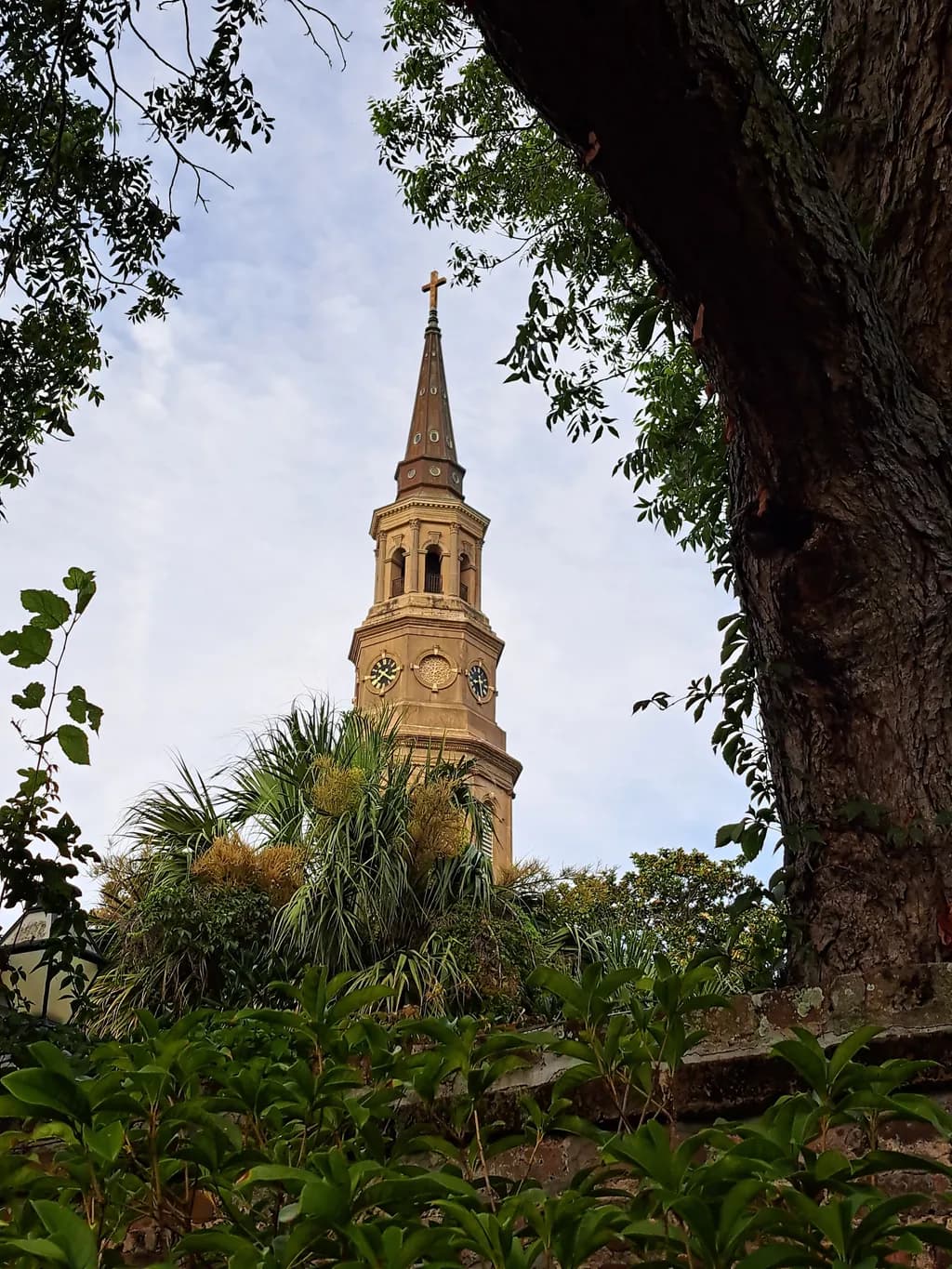 Whispers of Time: A Towering Tale Beneath the Canopy