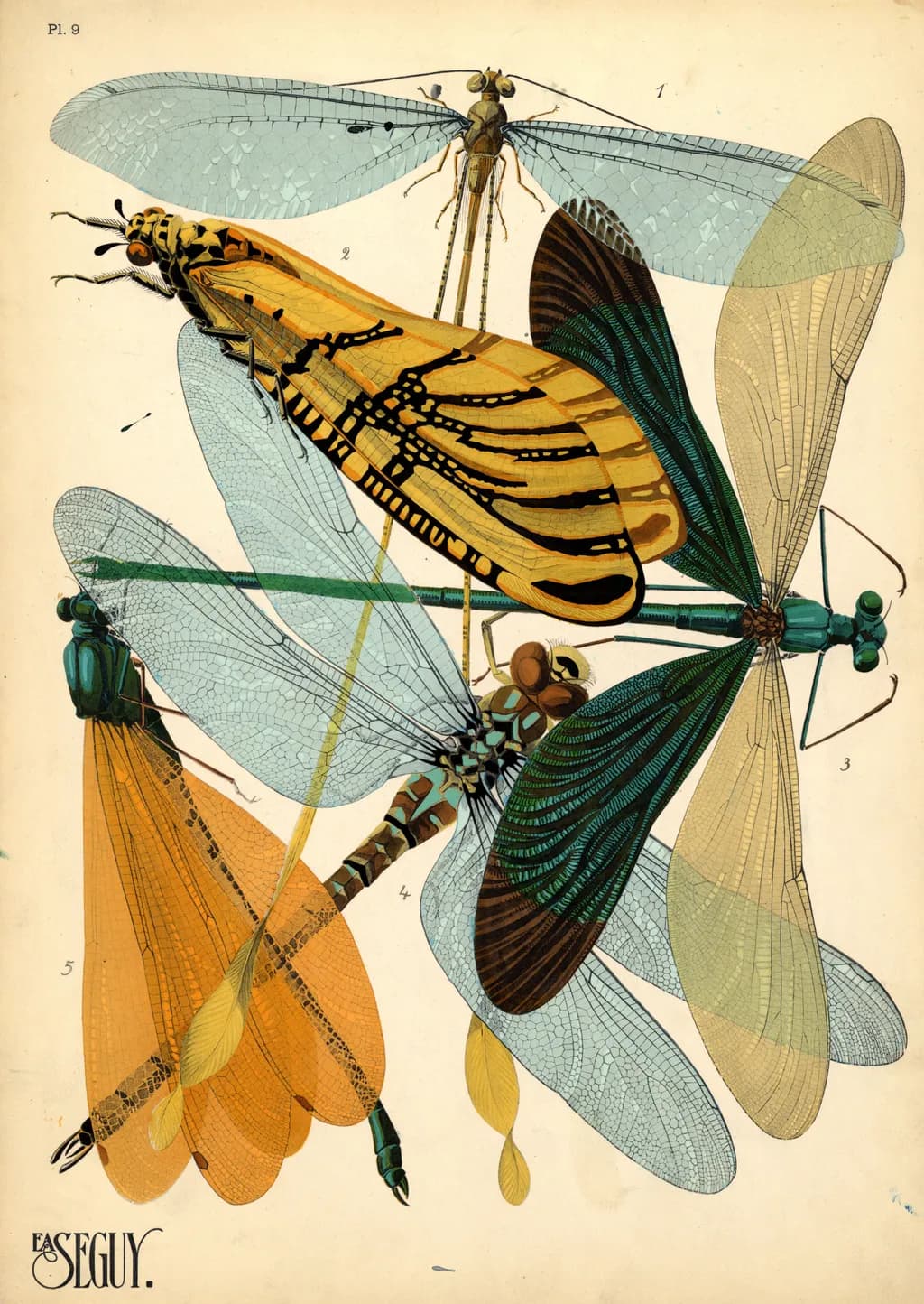 Whimsical Wings: A Colorful Dance of Nature's Insects
