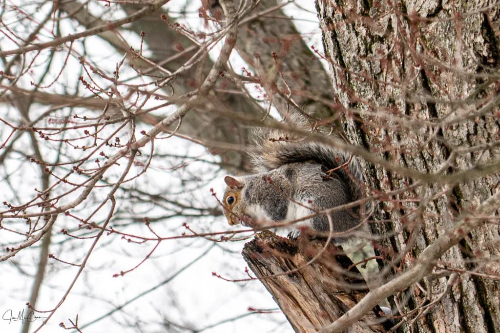 Nature's Observer: Squirrel in the Trees