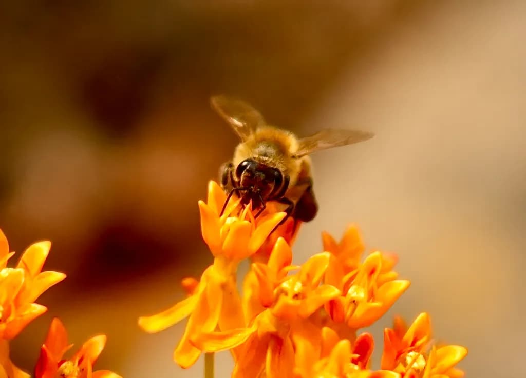 Lookin at Bee