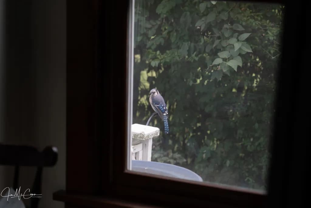 Mr. Bluejay Before