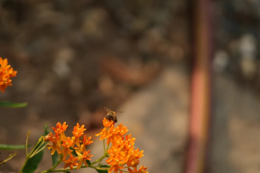 Who Bee Before