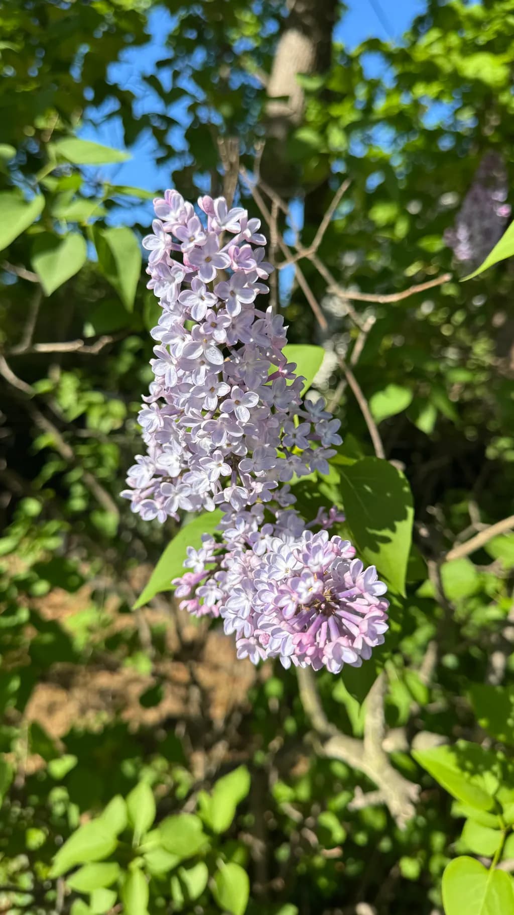Quiet Bloom