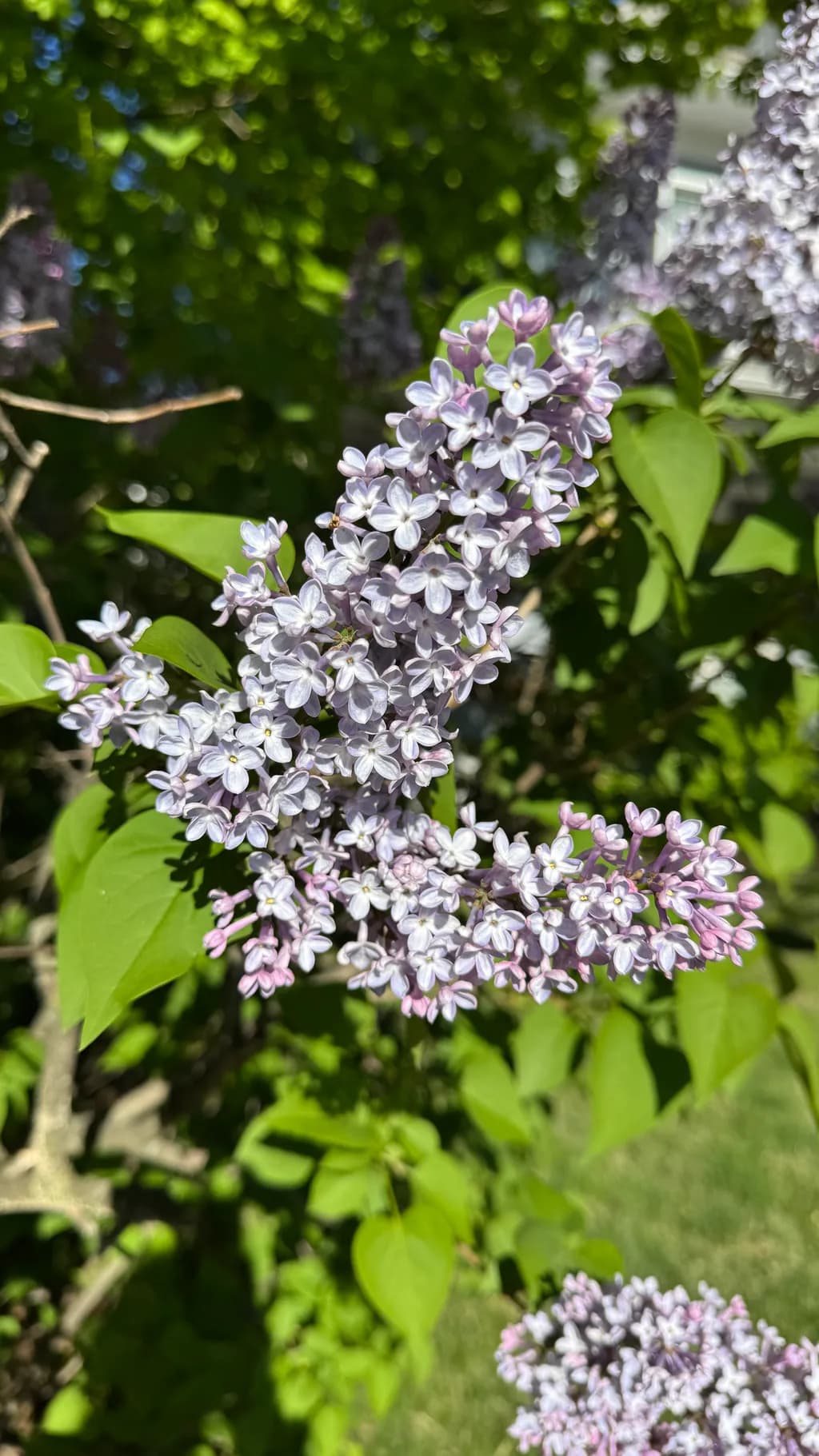 Quiet Bloom