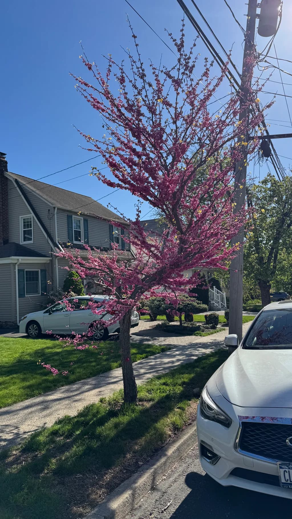 Pink Crescendo